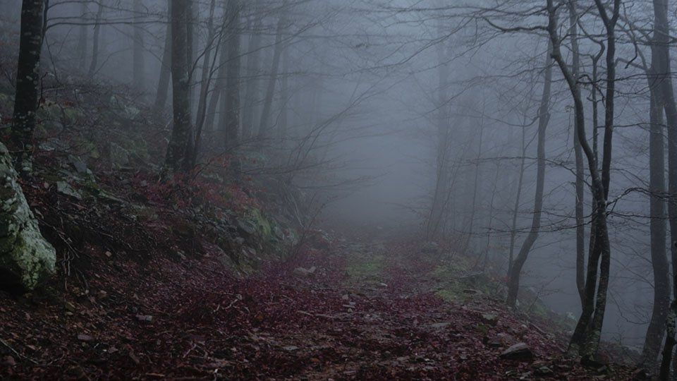SOMA forest 3